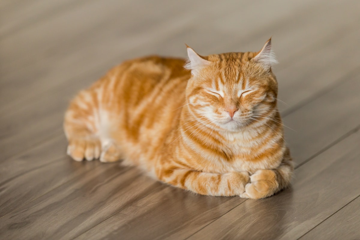 Cat looking toward the camera