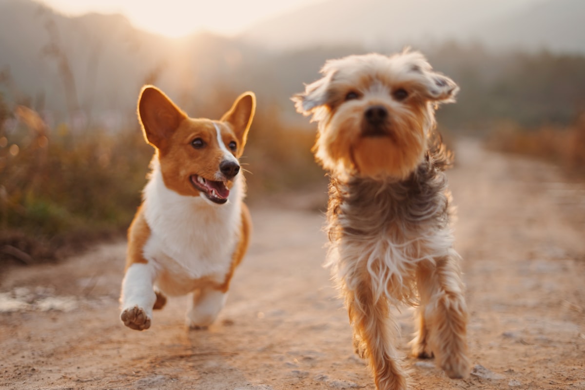 Two dogs outdoors